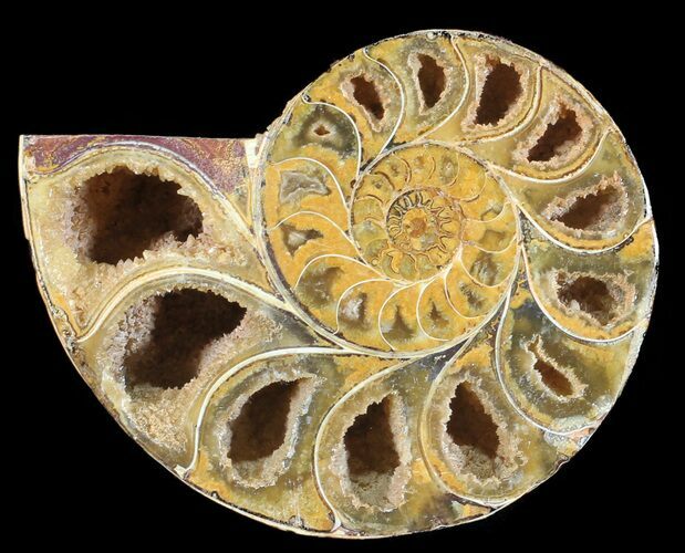 Sliced, Agatized Ammonite Fossil (Half) - Jurassic #54050
